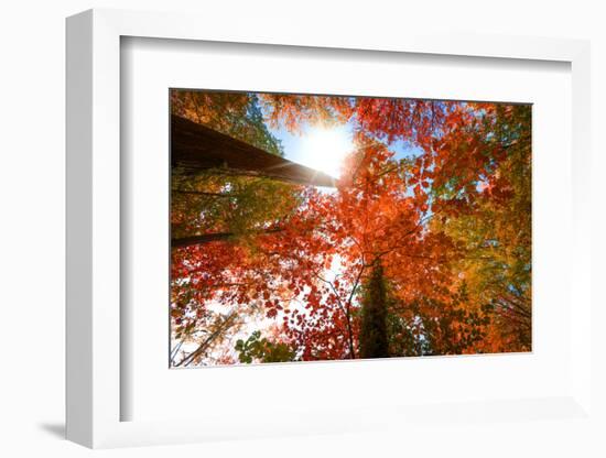 Autumnal Perspective-Philippe Sainte-Laudy-Framed Photographic Print