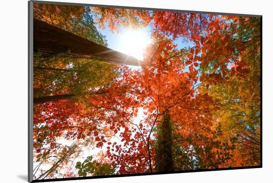 Autumnal Perspective-Philippe Sainte-Laudy-Mounted Photographic Print