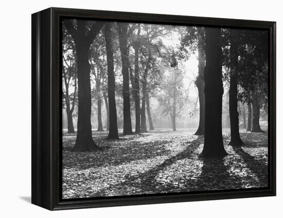 Autumnal Scene-null-Framed Premier Image Canvas