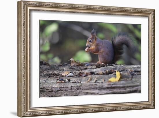 Autumnal Snack-Staffan Widstrand-Framed Giclee Print