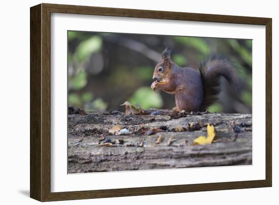 Autumnal Snack-Staffan Widstrand-Framed Giclee Print