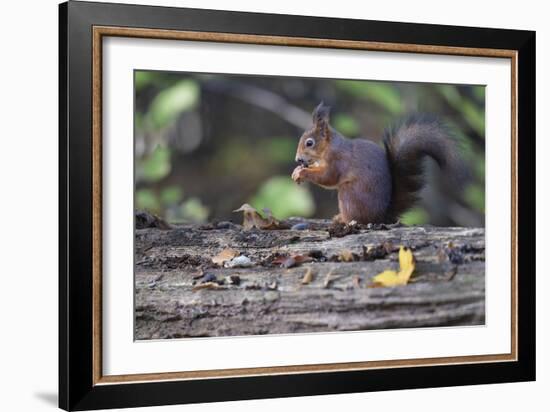 Autumnal Snack-Staffan Widstrand-Framed Giclee Print