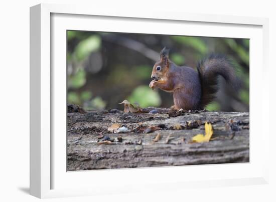 Autumnal Snack-Staffan Widstrand-Framed Giclee Print