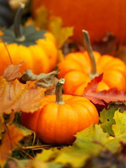 autumnal still life of small pumpkins and fall leaves photographic