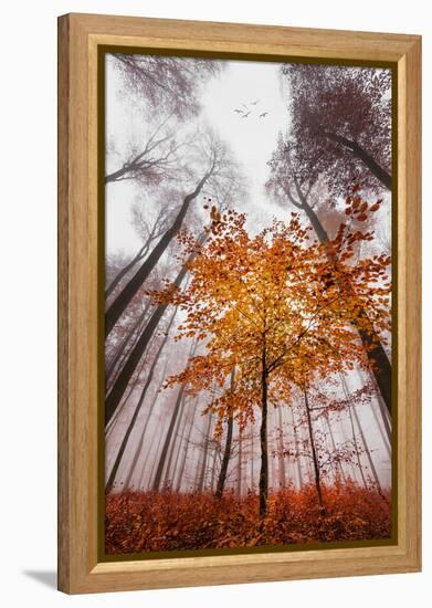 Autumnal tints-Philippe Sainte-Laudy-Framed Premier Image Canvas