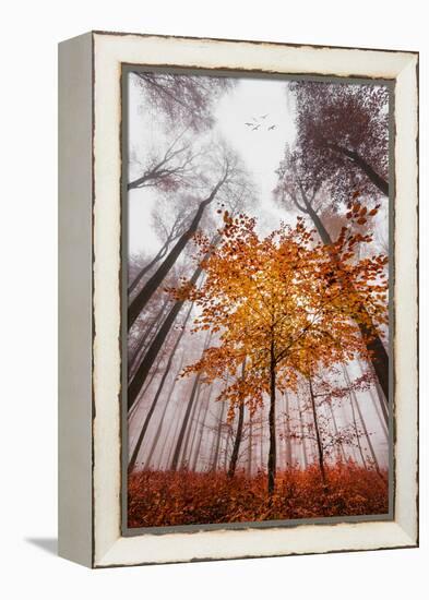 Autumnal tints-Philippe Sainte-Laudy-Framed Premier Image Canvas