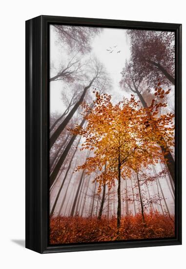 Autumnal tints-Philippe Sainte-Laudy-Framed Premier Image Canvas