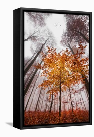 Autumnal tints-Philippe Sainte-Laudy-Framed Premier Image Canvas