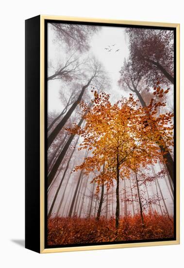 Autumnal tints-Philippe Sainte-Laudy-Framed Premier Image Canvas