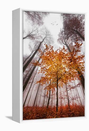 Autumnal tints-Philippe Sainte-Laudy-Framed Premier Image Canvas