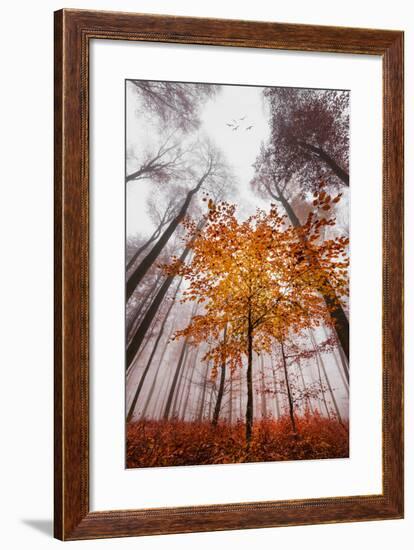 Autumnal tints-Philippe Sainte-Laudy-Framed Premium Photographic Print