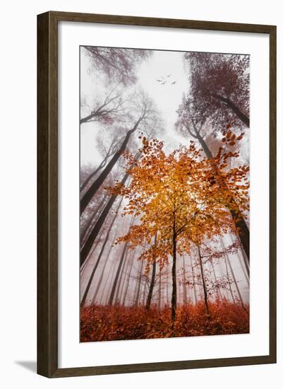 Autumnal tints-Philippe Sainte-Laudy-Framed Premium Photographic Print