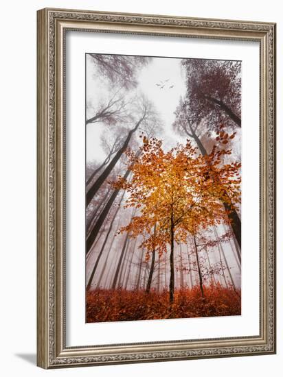 Autumnal tints-Philippe Sainte-Laudy-Framed Photographic Print