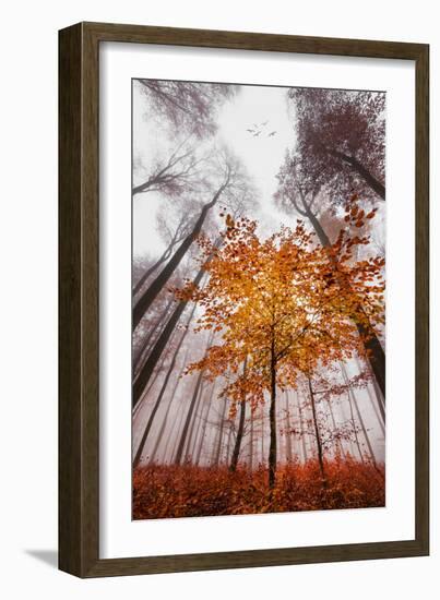 Autumnal tints-Philippe Sainte-Laudy-Framed Photographic Print