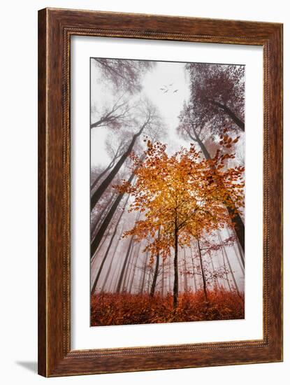 Autumnal tints-Philippe Sainte-Laudy-Framed Photographic Print