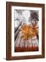 Autumnal tints-Philippe Sainte-Laudy-Framed Photographic Print