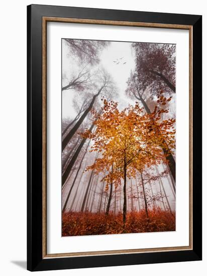 Autumnal tints-Philippe Sainte-Laudy-Framed Photographic Print