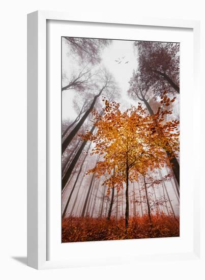 Autumnal tints-Philippe Sainte-Laudy-Framed Photographic Print