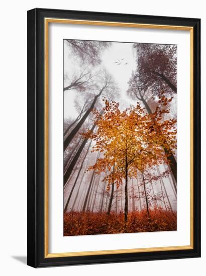 Autumnal tints-Philippe Sainte-Laudy-Framed Photographic Print