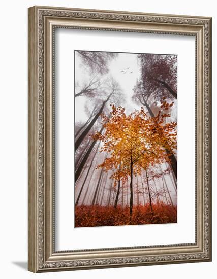 Autumnal tints-Philippe Sainte-Laudy-Framed Photographic Print