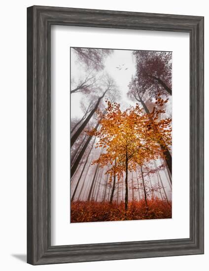 Autumnal tints-Philippe Sainte-Laudy-Framed Photographic Print