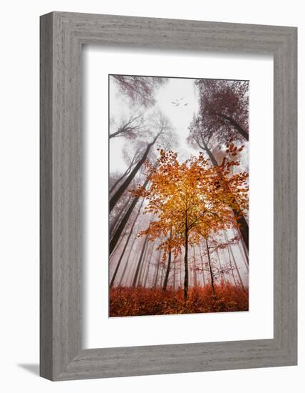 Autumnal tints-Philippe Sainte-Laudy-Framed Photographic Print