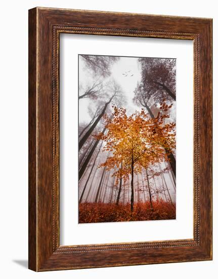 Autumnal tints-Philippe Sainte-Laudy-Framed Photographic Print