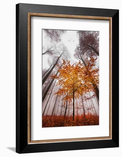 Autumnal tints-Philippe Sainte-Laudy-Framed Photographic Print