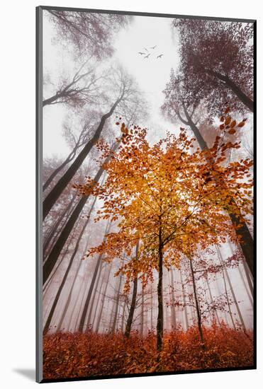 Autumnal tints-Philippe Sainte-Laudy-Mounted Photographic Print