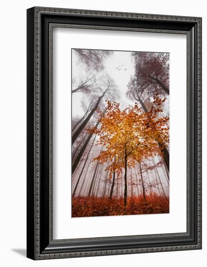 Autumnal tints-Philippe Sainte-Laudy-Framed Photographic Print