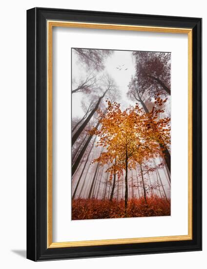 Autumnal tints-Philippe Sainte-Laudy-Framed Photographic Print