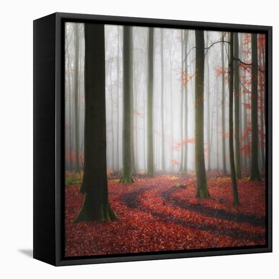 Autumnal Tracks-Carsten Meyerdierks-Framed Premier Image Canvas