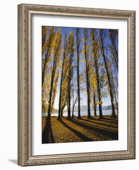 Autumnal Trees by Lake Wanaka, Otago, South Island, New Zealand-Dominic Webster-Framed Photographic Print