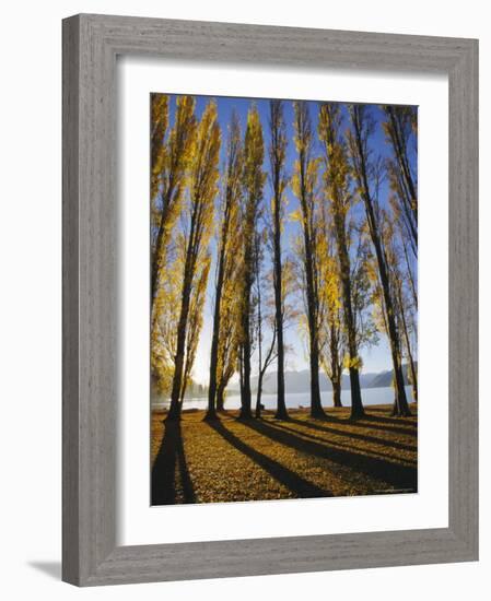 Autumnal Trees by Lake Wanaka, Otago, South Island, New Zealand-Dominic Webster-Framed Photographic Print