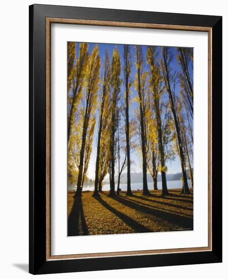 Autumnal Trees by Lake Wanaka, Otago, South Island, New Zealand-Dominic Webster-Framed Photographic Print