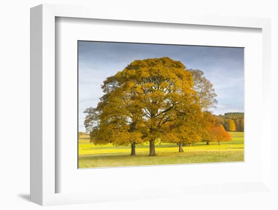 Autumnal trees in Chatsworth Park, Peak District National Park, Derbyshire, England, United Kingdom-Frank Fell-Framed Photographic Print