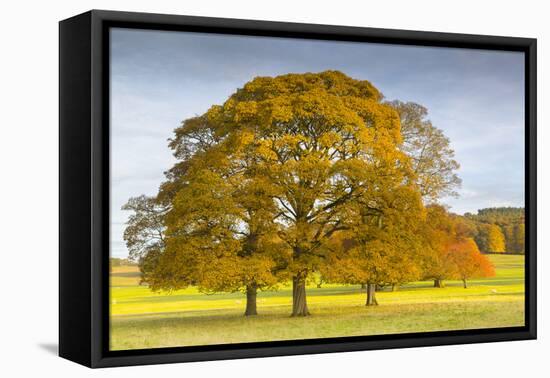 Autumnal trees in Chatsworth Park, Peak District National Park, Derbyshire, England, United Kingdom-Frank Fell-Framed Premier Image Canvas