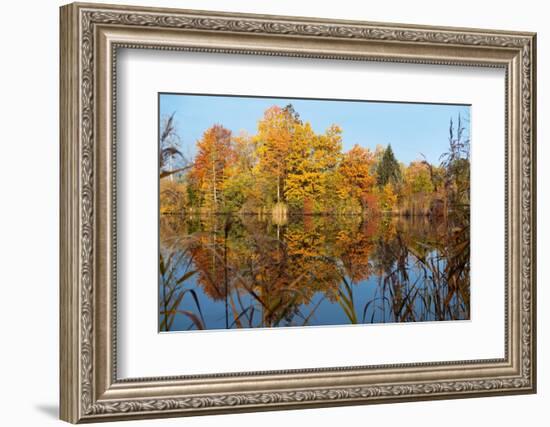 Autumnal trees reflecting in lake, Penzberg, Germany-Konrad Wothe-Framed Photographic Print
