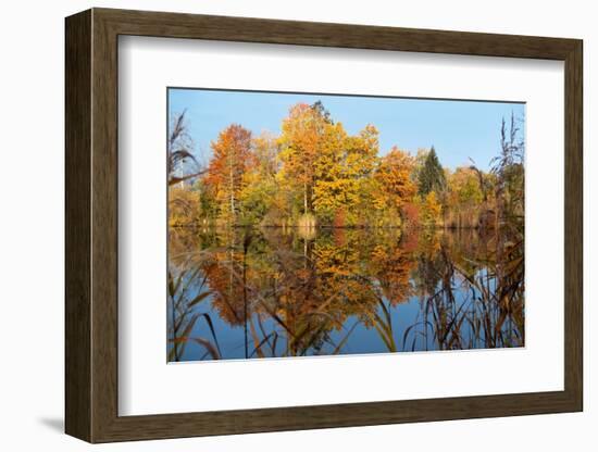 Autumnal trees reflecting in lake, Penzberg, Germany-Konrad Wothe-Framed Photographic Print