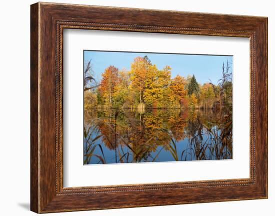 Autumnal trees reflecting in lake, Penzberg, Germany-Konrad Wothe-Framed Photographic Print