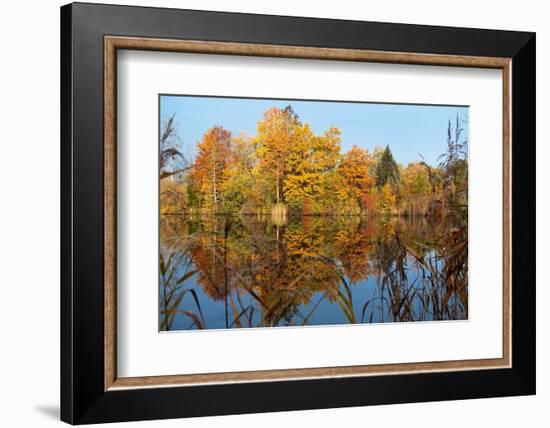 Autumnal trees reflecting in lake, Penzberg, Germany-Konrad Wothe-Framed Photographic Print