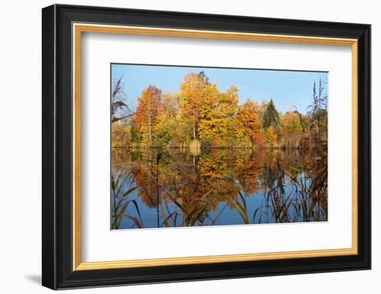 Autumnal trees reflecting in lake, Penzberg, Germany-Konrad Wothe-Framed Photographic Print