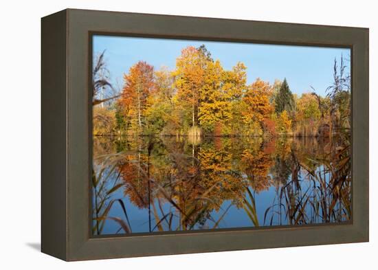Autumnal trees reflecting in lake, Penzberg, Germany-Konrad Wothe-Framed Premier Image Canvas