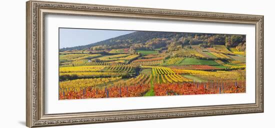 Autumnal Vines, Vineyards, Bathings Near Vienna, Southern Viennese Washbasin, Viennese Wood-Rainer Mirau-Framed Photographic Print