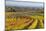 Autumnal Vineyards in the Termenregion, Baden Near Vienna, Austria-Rainer Mirau-Mounted Photographic Print