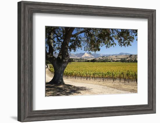 Autumnal Vineyards-Stuart Black-Framed Photographic Print