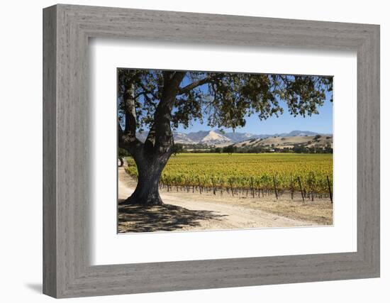 Autumnal Vineyards-Stuart Black-Framed Photographic Print