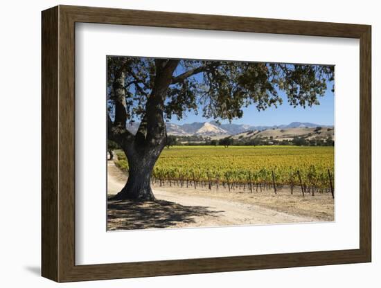 Autumnal Vineyards-Stuart Black-Framed Photographic Print