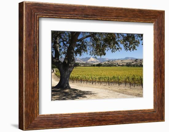 Autumnal Vineyards-Stuart Black-Framed Photographic Print