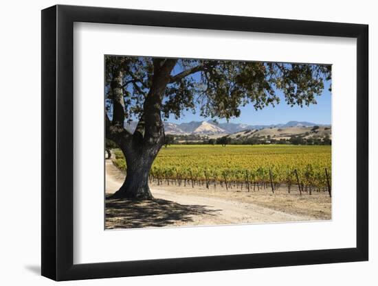 Autumnal Vineyards-Stuart Black-Framed Photographic Print